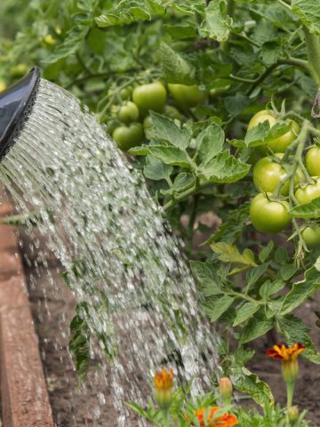 best way to water tomato plants