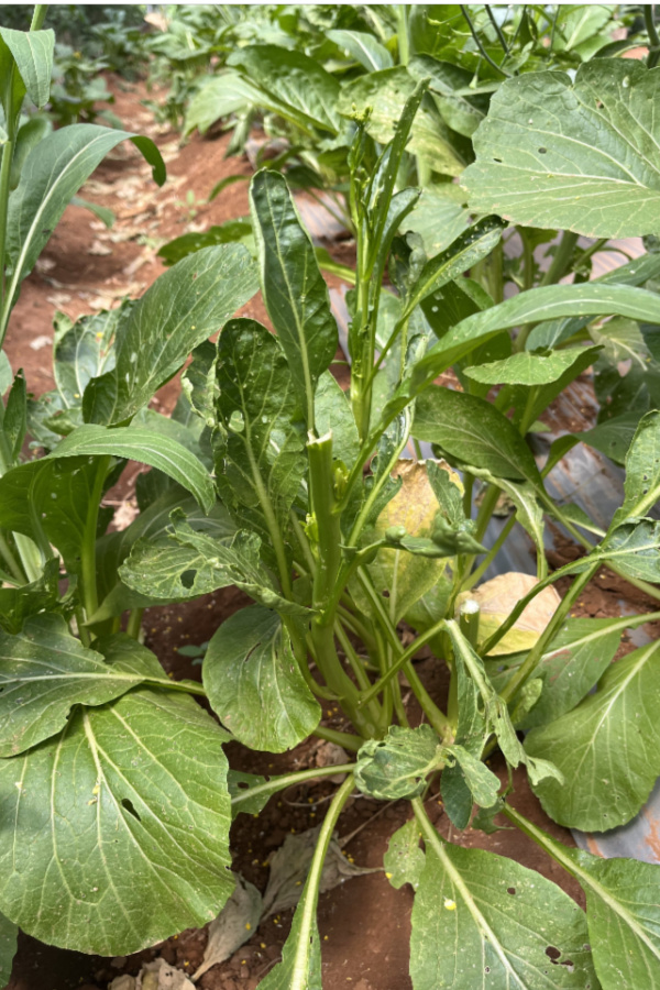 replanting garden with seeds in summer