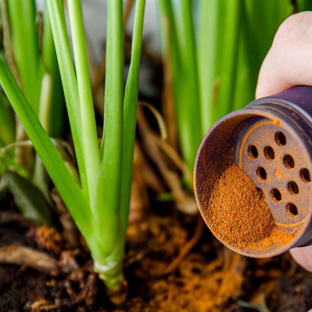 cinnamon in flowerbeds and gardens