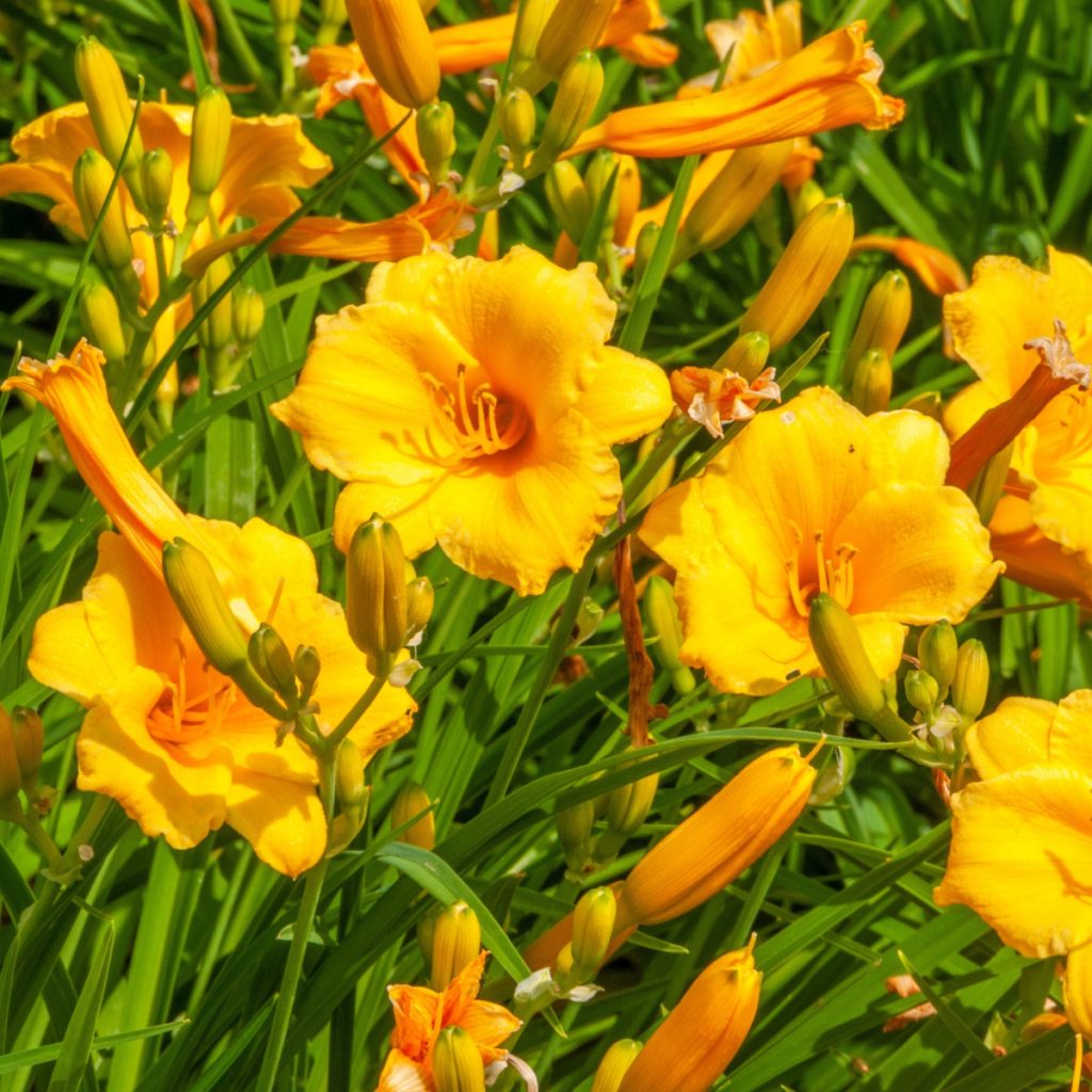 divide overgrown daylilies in the summer