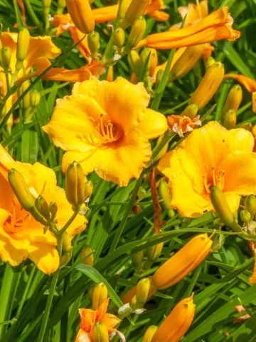 divide overgrown daylilies in the summer