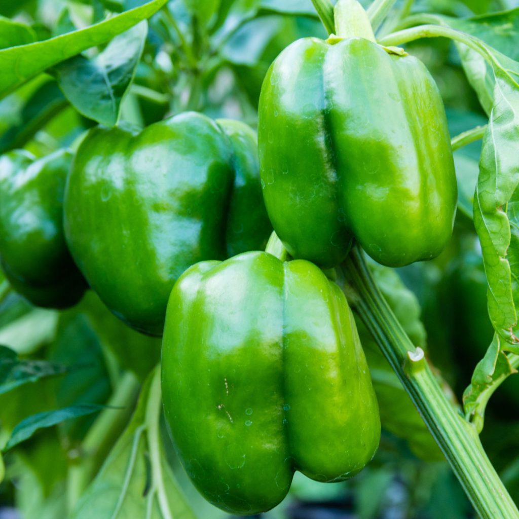 fertilize bell peppers