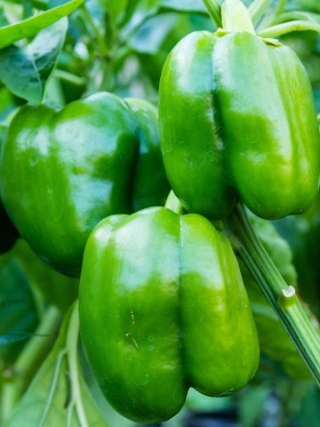 fertilize bell peppers