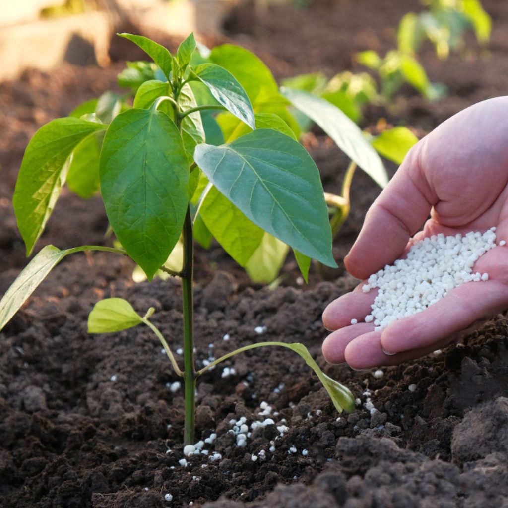 fertilizing a young bell pepper plant