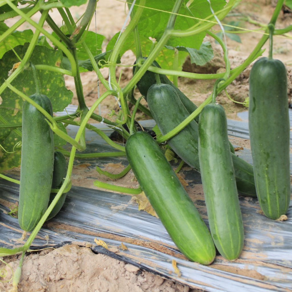 get more cucumbers - fruit overload