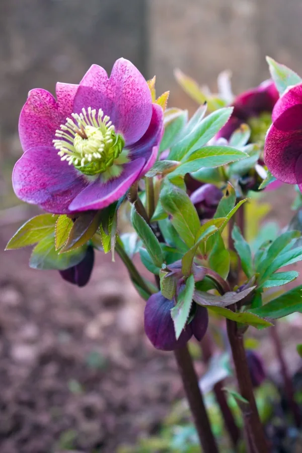 purple hellebore plant