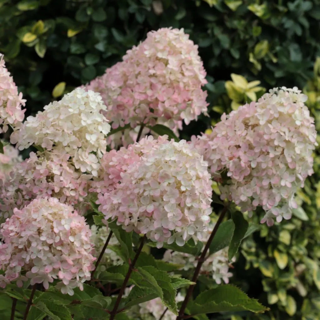 summer blooming hydrangeas - what to do after hydrangeas bloom