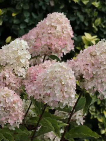 summer blooming hydrangeas - what to do after hydrangeas bloom