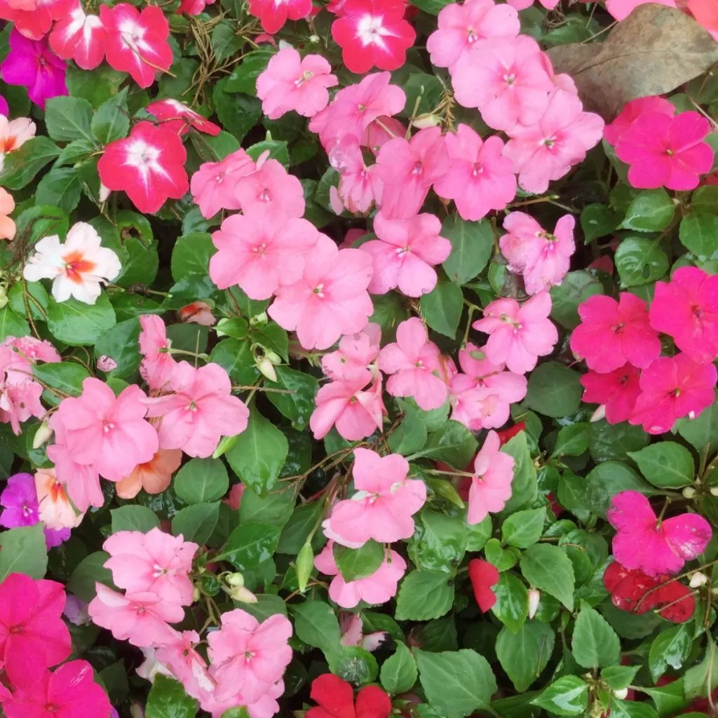 pink, white, and fuchsia impatiens.