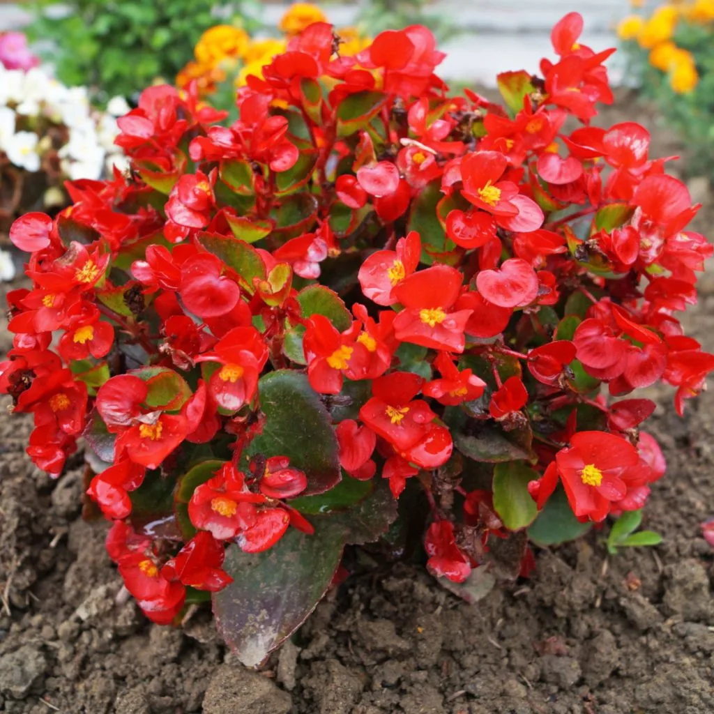 how to fertilize begonias