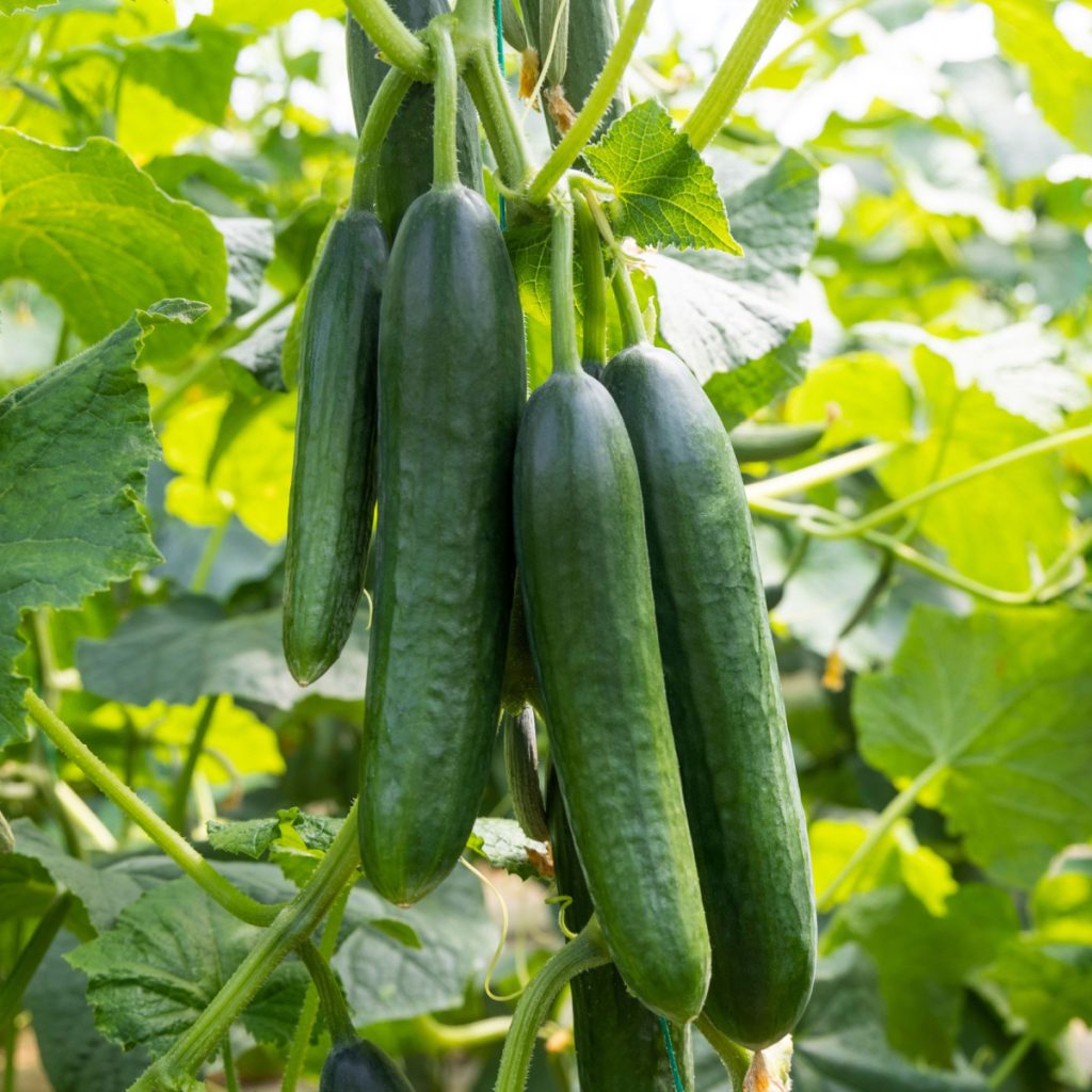 keep cucumber plants productive