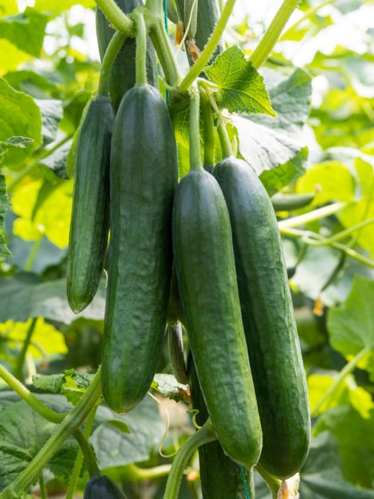 keep cucumber plants productive