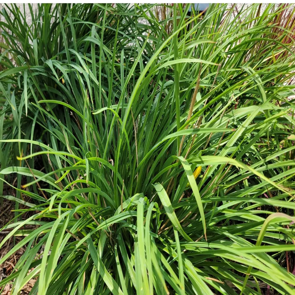 overgrown daylily plant in summer