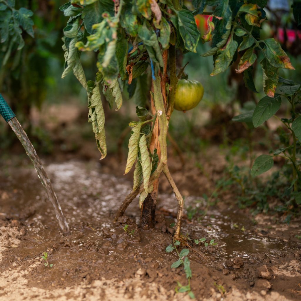 overwatering tomato plants