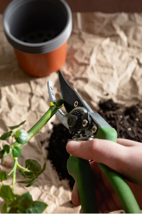 rose cutting