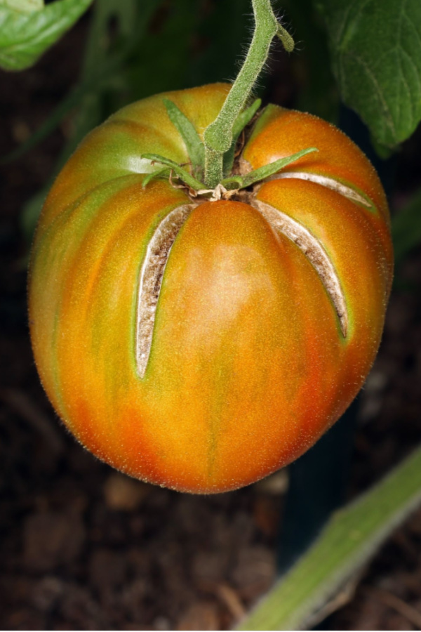 tomato splitting