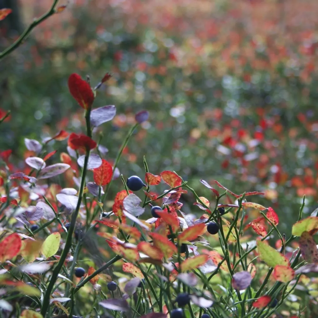 Blueberry bushes in the fall