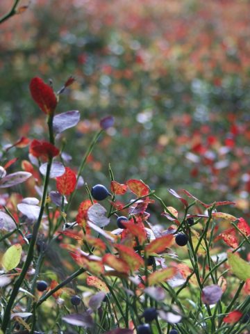 Blueberry bushes in the fall