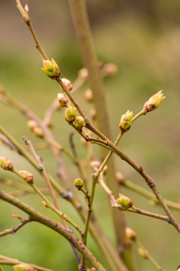 new growth on plants