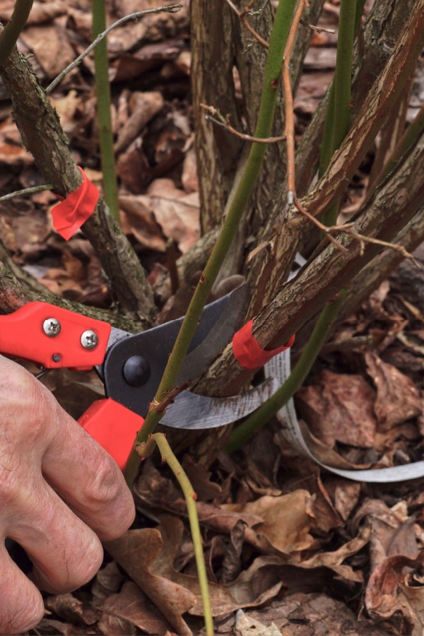 Pruning blueberry bushes in the fall