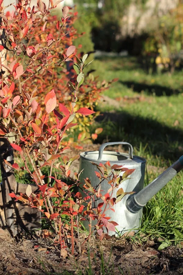 A watering can next to fall blueberry bush plants