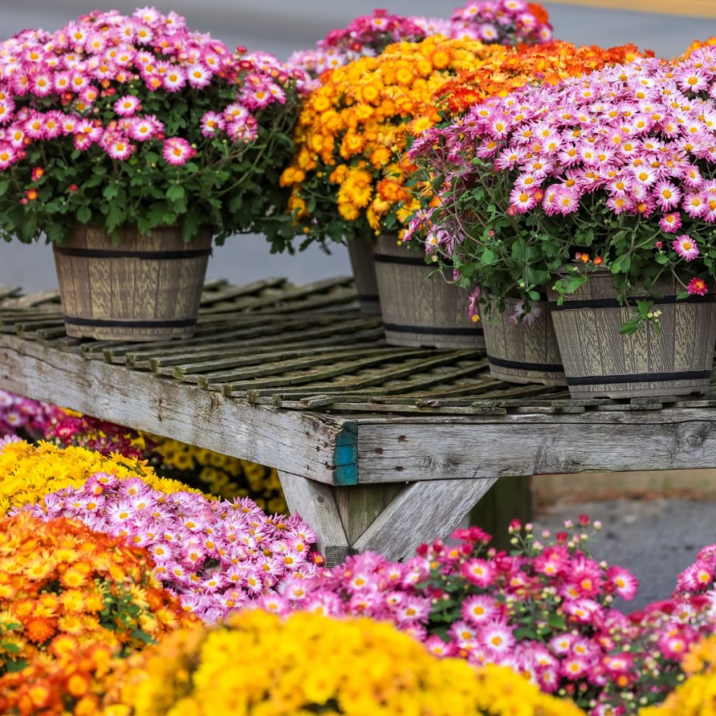 Blooming mums for sale - Secrets To Buying Mums