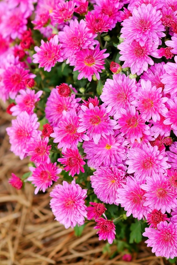 Hardy pink mums