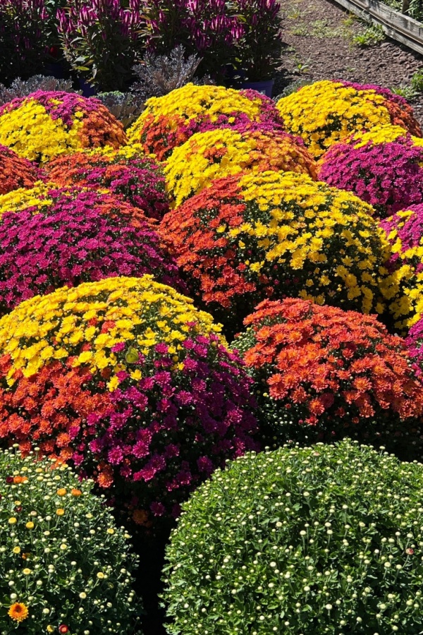 Secrets on buying mums - choose plants with tight buds