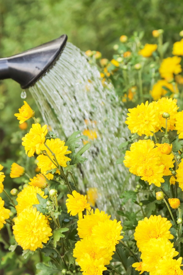 Watering plants overhead