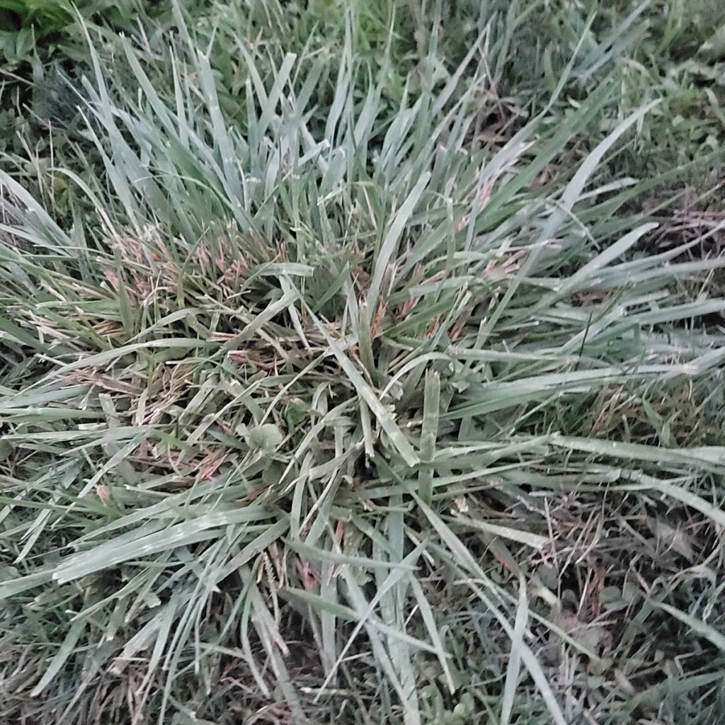 kill crabgrass in late summer and fall