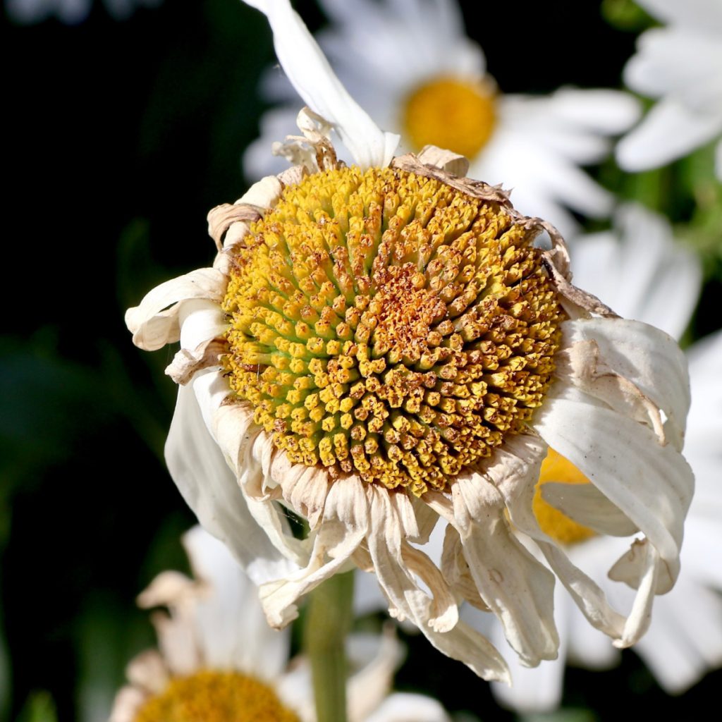 what to do with daises after they bloom