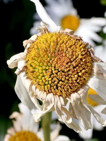 what to do with daises after they bloom