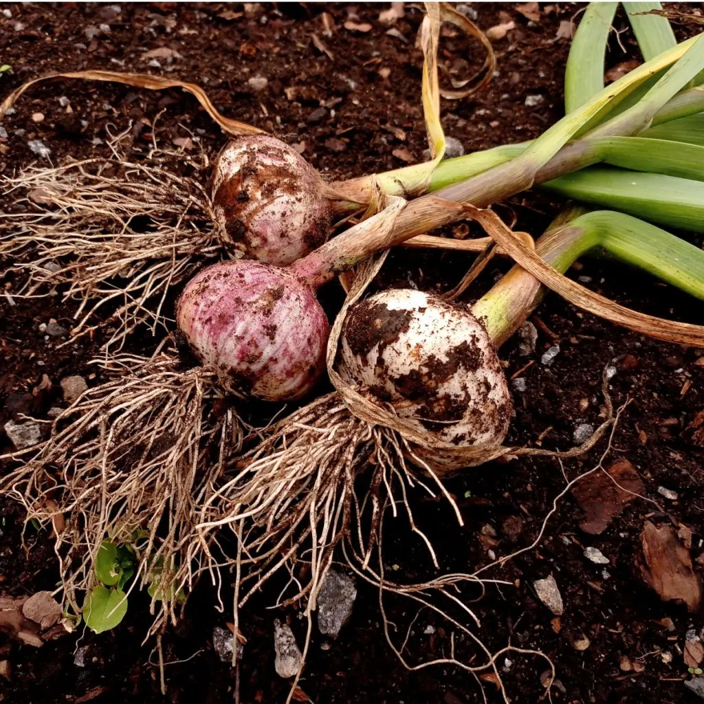 planting garlic in the fall