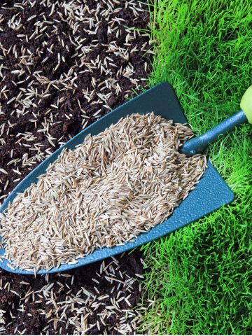 how to plant grass seed