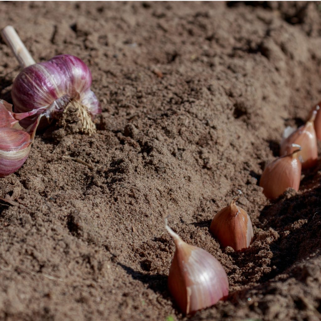 how to plant garlic in the fall