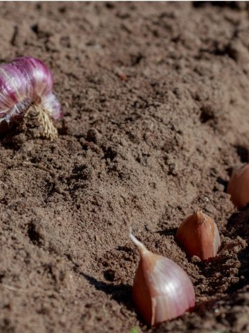 how to plant garlic in the fall