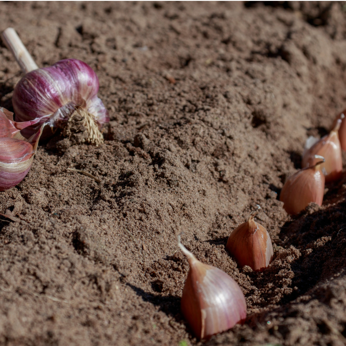 How To Plant Garlic In The Fall & Why It's The Best Time To Plant!