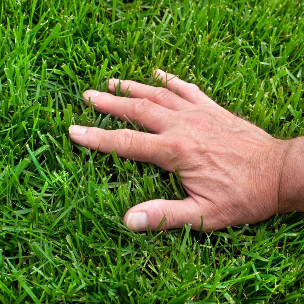 how to plant grass seed