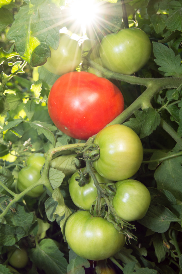 save tomato seeds - hybrid