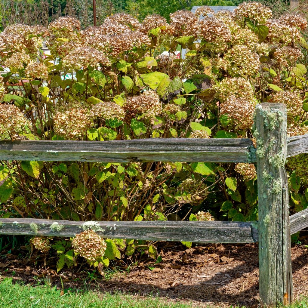 hydrangea in late summer - what to do