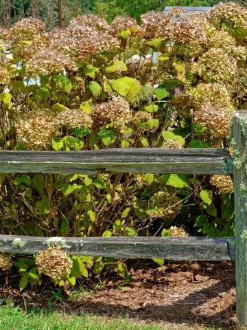 hydrangea in late summer - what to do