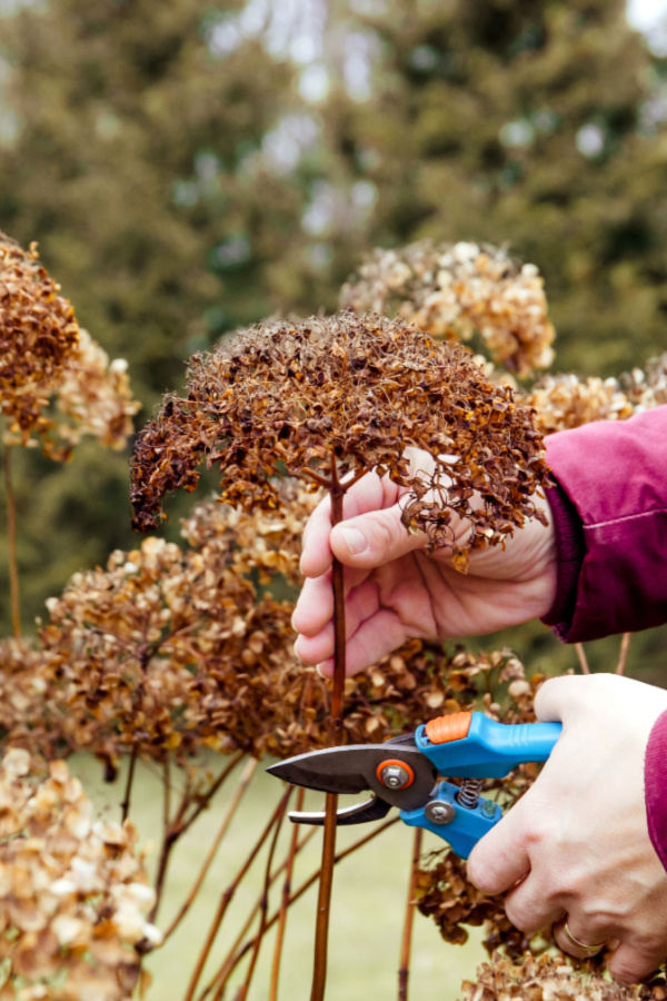 pruning in winter