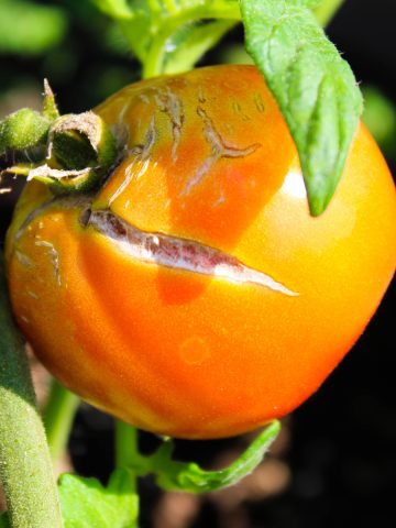 how to stop tomatoes from splitting and cracking