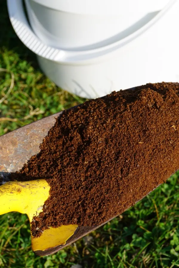 Shovelful of coffee grounds above a lawn in the fall