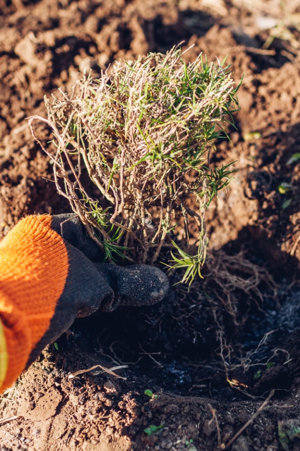 Planting creeping phlox in the fall