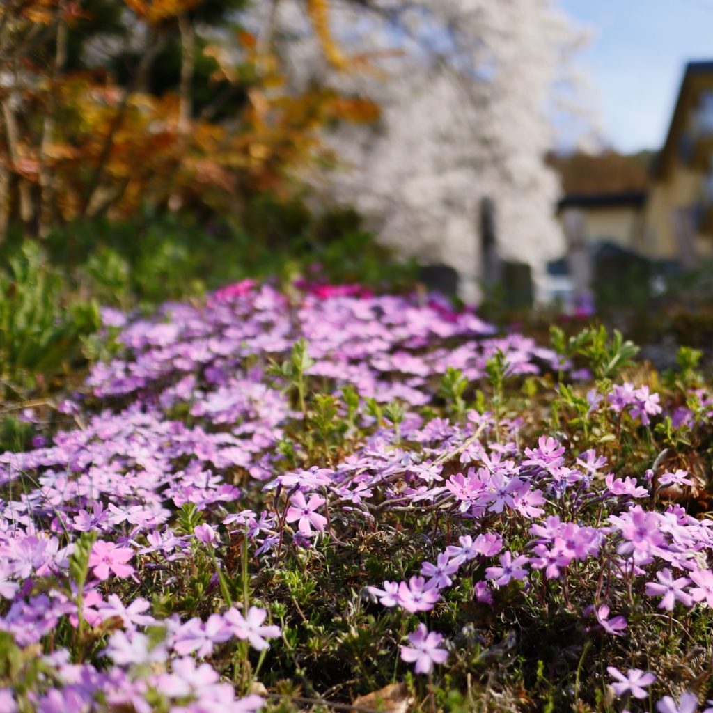 Creeping phlox in the fall - purple blooms