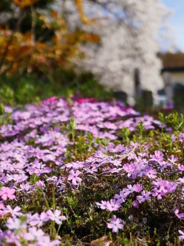 Creeping Phlox in the Fall