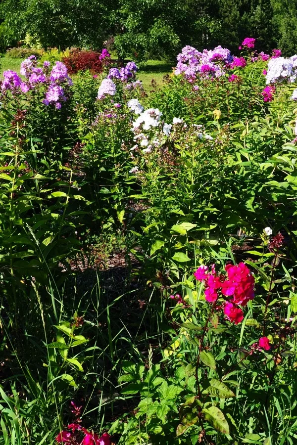 Tall phlox 