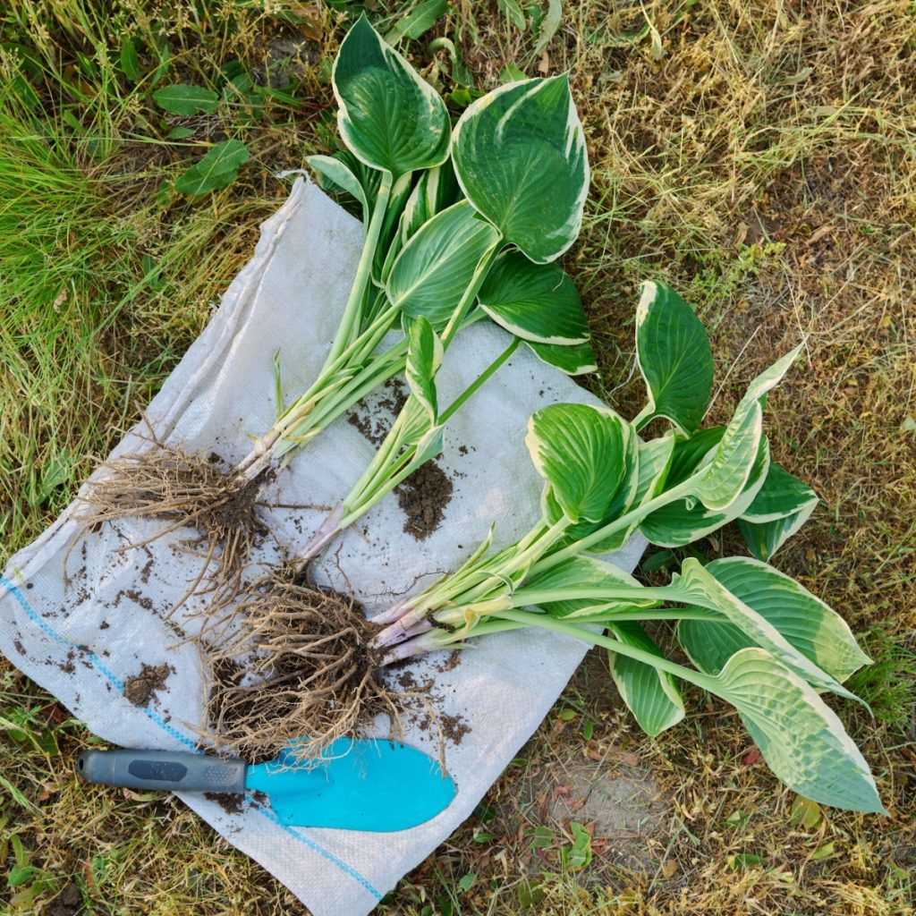 Divide Hostas in Late Fall