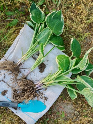 DIvide Hostas In Late Fall